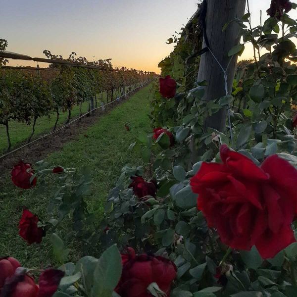 Bodega Terra Camiare