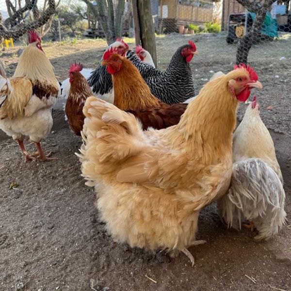 Cabañas Aldea Romerillo